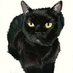 animale domestico - gattino piccolo di colore nero con gli occhi verdi